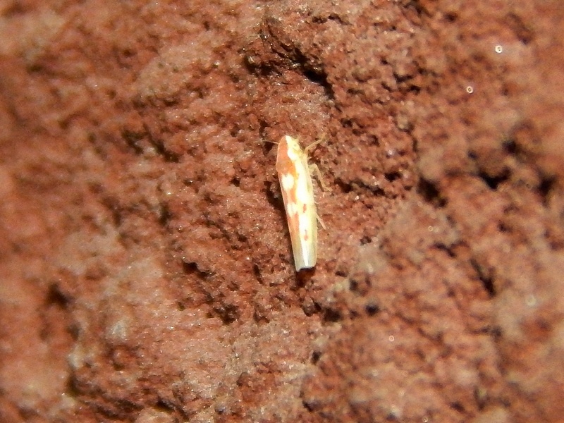 Lepidoptera o che altro? - No, Cicadellidae. Zygina sp.?